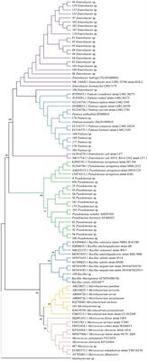 Endophytic and rhizospheric bacteria associated with Paspalum atratum and its potential for plant growth promotion with different phosphate sources